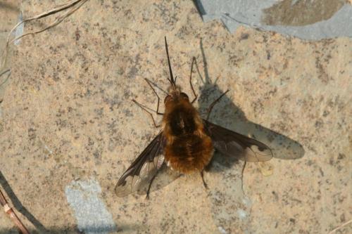 Bombylius major